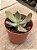 Echeveria paul bunyan variegata - Imagem 2