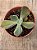 Echeveria paul bunyan variegata - Imagem 3