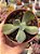 Echeveria paul bunyan variegata - Imagem 1
