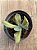 Echeveria paul bunyan variegata - Imagem 3