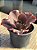 Echeveria diablona - Imagem 2