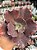 Echeveria diablona - Imagem 1