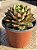 Echeveria parva - Imagem 2