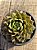 Echeveria parva - Imagem 3