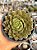 Echeveria parva - Imagem 1