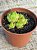 Haworthia cooperi 02 - Imagem 3