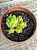 Haworthia cooperi 02 - Imagem 2