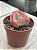 Echeveria duende - Imagem 3