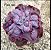 Echeveria high moon M ( SEM RAIZ) - Imagem 2