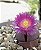 Pleiospilos nelii royal flush ( importado) - Imagem 2