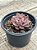 Echeveria rosa norteña (Hb) - Imagem 2