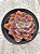 Echeveria rosa norteña (Hb) - Imagem 2