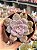 Graptopetalum superbum - Imagem 1