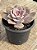 Graptopetalum superbum - Imagem 2