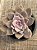 Graptopetalum superbum - Imagem 3