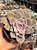 Graptopetalum superbum - Imagem 1