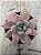 Echeveria draco - Imagem 1