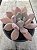 Echeveria draco - Imagem 2