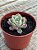 Echeveria imbricata hb - Imagem 5