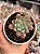 Echeveria raindrops x parva - Imagem 1