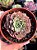 Echeveria raindrops x parva (sem raiz) - Imagem 1