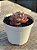 Echeveria raindrops x parva - Imagem 2
