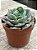 Echeveria raindrops - Imagem 2
