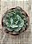 Echeveria raindrops - Imagem 3