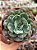 Echeveria raindrops - Imagem 1