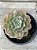 Echeveria raindrops - Imagem 1