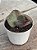 Echeveria lilac frost (sem raiz) - Imagem 3