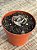 Echeveria lilac frost - Imagem 4