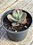 Echeveria lilac snow P - Imagem 3