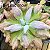 Echeveria lilac snow P - Imagem 2