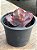 Echeveria capricorn P - Imagem 3