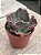 Echeveria moniang - Imagem 3