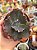 Echeveria moniang - Imagem 1