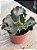 Echeveria moniang - Imagem 3