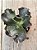 Echeveria moniang - Imagem 4