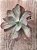 Echeveria pampoteus variegata - Imagem 4