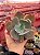 Echeveria pampoteus reversa - Imagem 1