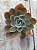 Echeveria pampoteus reversa - Imagem 1