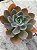 Echeveria pampoteus reversa - Imagem 2