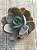 Echeveria pampoteus reversa - Imagem 3