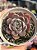 Echeveria marron - Imagem 1