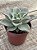 Echeveria madiba - Imagem 2