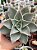 Echeveria madiba - Imagem 1