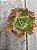 Echeveria chantilly dragon fin reversa - Imagem 1