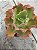 Echeveria chantilly dragon fin reversa - Imagem 2