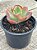 Echeveria tornado variegata - Imagem 2